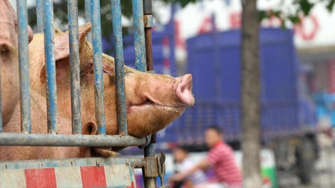 猪价（稳中偏弱猪价横盘下跌！）AG旗舰厅2025512-明日